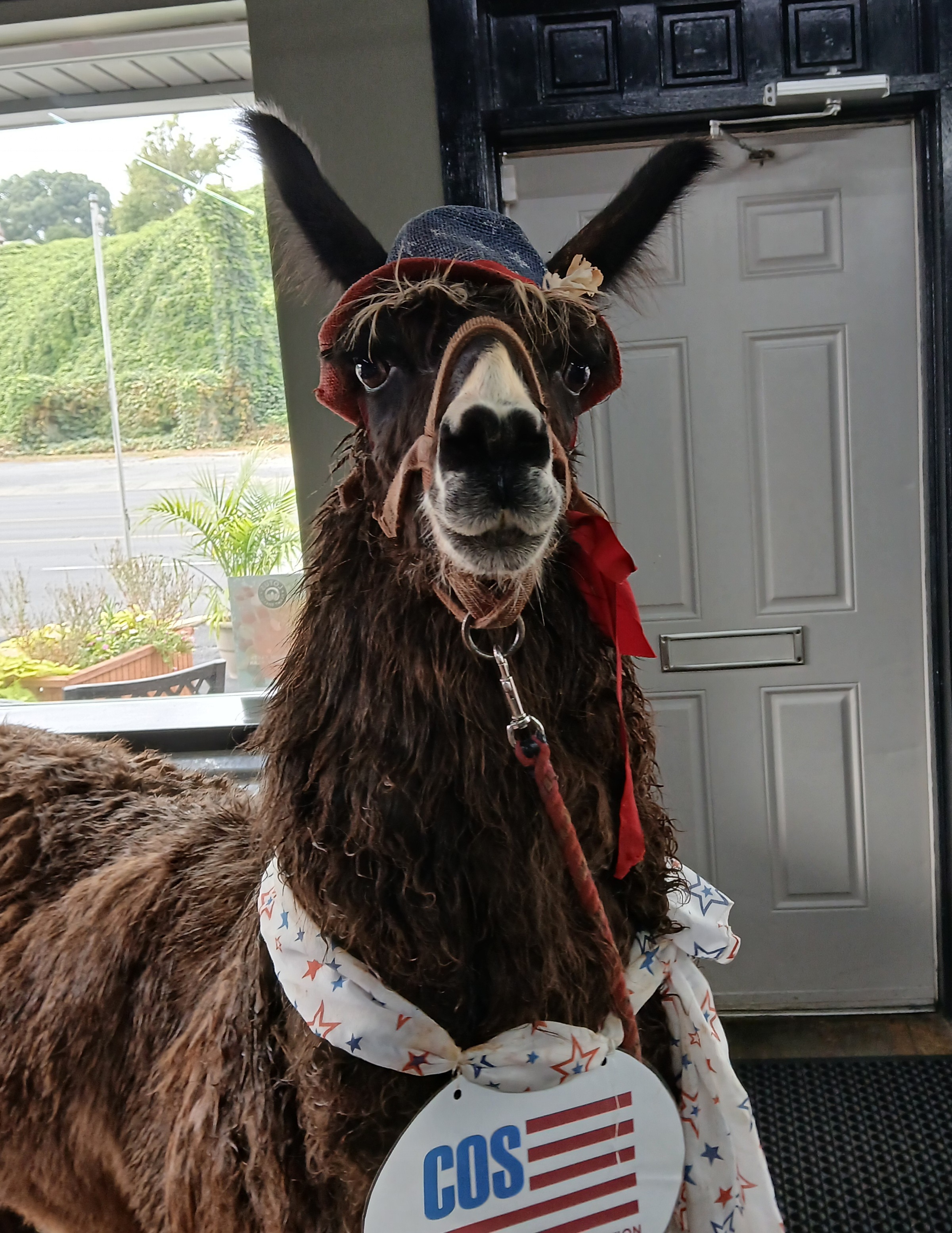 Reepicheep, the freedom llama of North Carolina